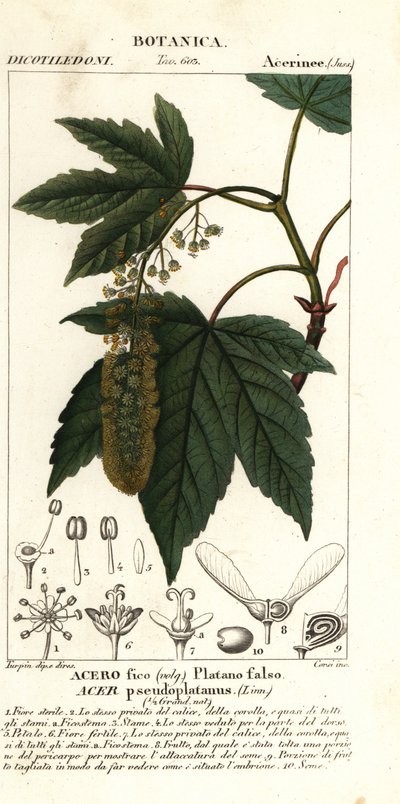 Bergahorn oder Platane, Acer pseudoplatanus von Stanghi Stanghi
