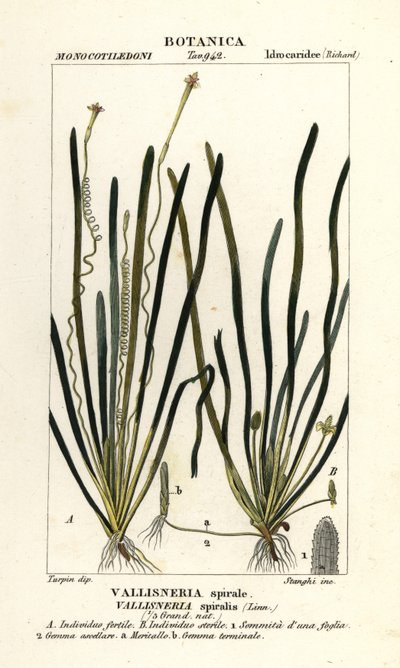 Bandgras oder Aalgras, Vallisneria spiralis von Stanghi Stanghi