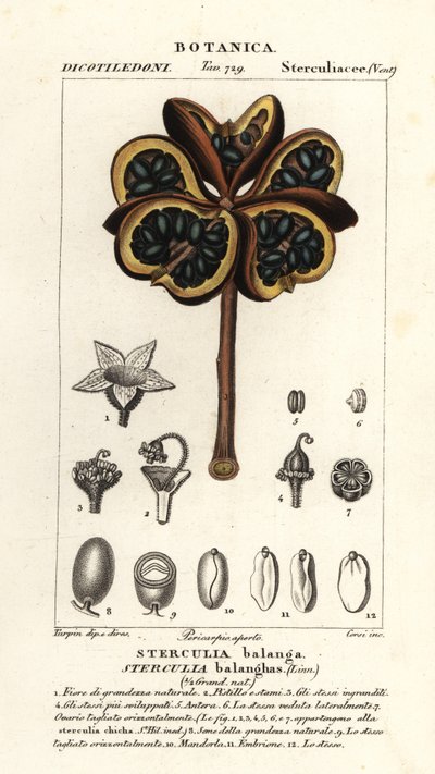 Tropische Kastanie oder Nawa-Baum, Sterculia balanghas von Stanghi Stanghi