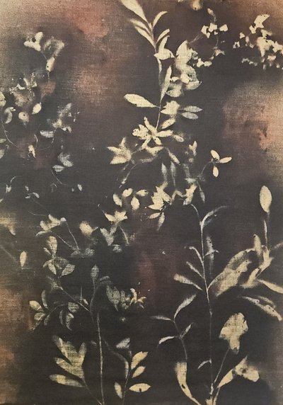 Dunkle Botanische Silhouetten von Stefano Mazzolini