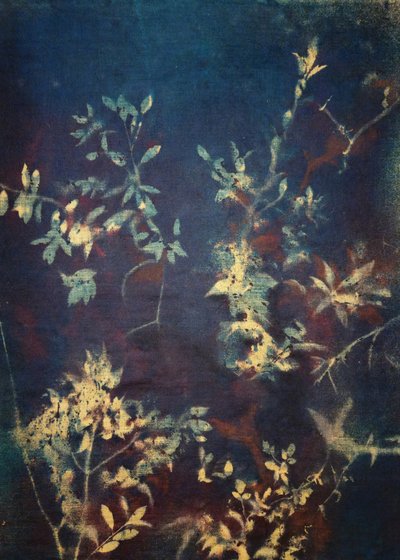 Tiefblaue Blätter von Stefano Mazzolini