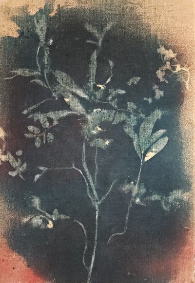 Verblasste Blaue Botanicals von Stefano Mazzolini