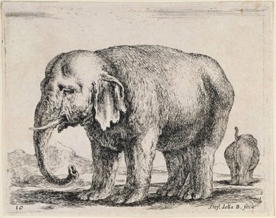 Elefant von Stefano della Bella
