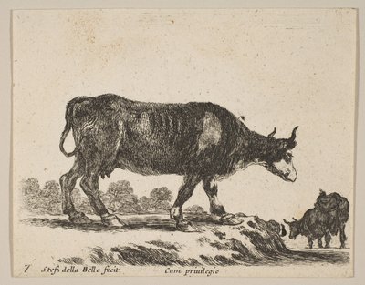 Tafel 7: Kuh, aus Verschiedene Tiere Diversi animali, ca. 1641 von Stefano della Bella