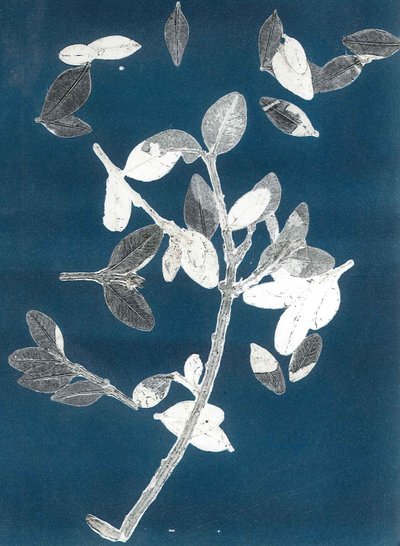 Mitternachtsgarten II, 2015 von Stephen Dow