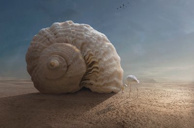 Flamingo und Riesenschnecke von Sulaiman Almawash