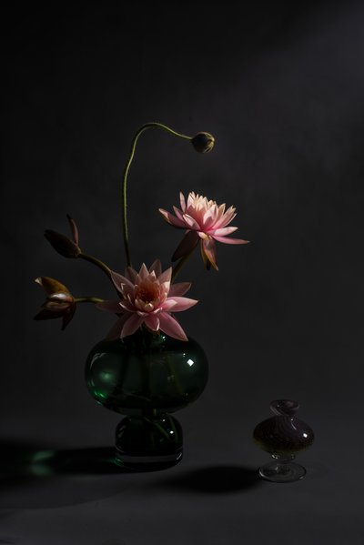 Elegante rosa Lilien von Summer2016
