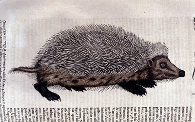 Igel, Illustration aus 