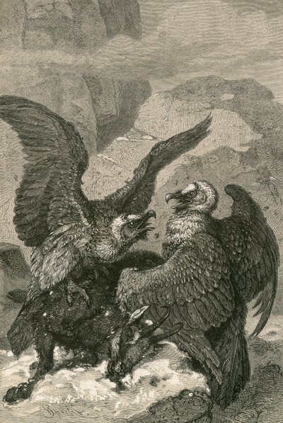 Bartgeier und ihre Beute von Swiss School
