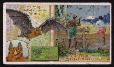 Vampirfledermaus (Chromolithographie) von Swiss School