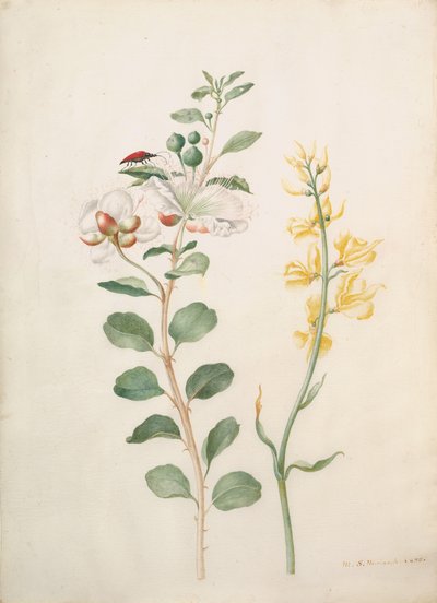 Studie von Kapern, Ginster und einem Käfer, 1693 von Sybilla Merian