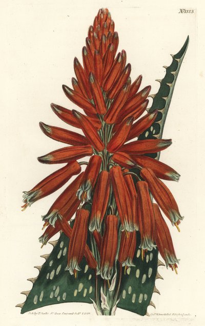 Aloes macule - Seifen- oder Zebraaloe, Aloe maculata (Gefleckte Aloe, Aloe picta). Handkolorierter Kupferstich von F. Sansom Jr. nach einer Illustration von Sydenham Edwards aus William Curtis