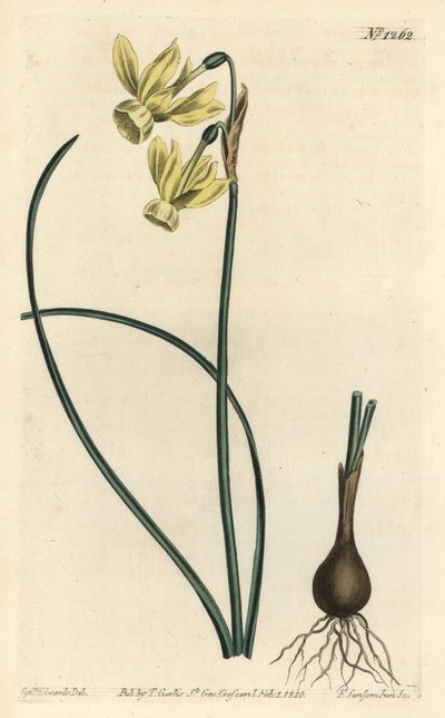 Engelstränen-Narzisse - Engelstränen, Narcissus triandrus (Gelbe Reflexblütige Narzisse, Narcissus triandrus v. luteus) - Handkolorierte Kupferstichgravur von F. Sansom Jr. nach einer Illustration von Sydenham Edwards aus William Curtis