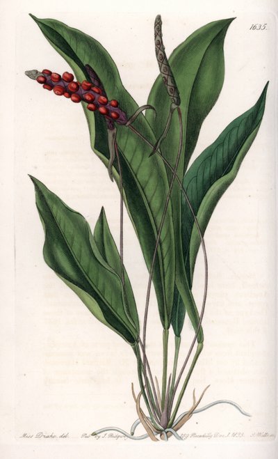 Anthurium gracile von Sydenham Teast Edwards