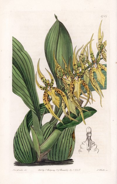 Spinnenorchidee - Platte graviert von S. Watts, nach einer Illustration von Sarah Anne Drake (1803-1857), aus dem Botanischen Register von Sydenham Edwards (1768-1819), England von Sydenham Teast Edwards