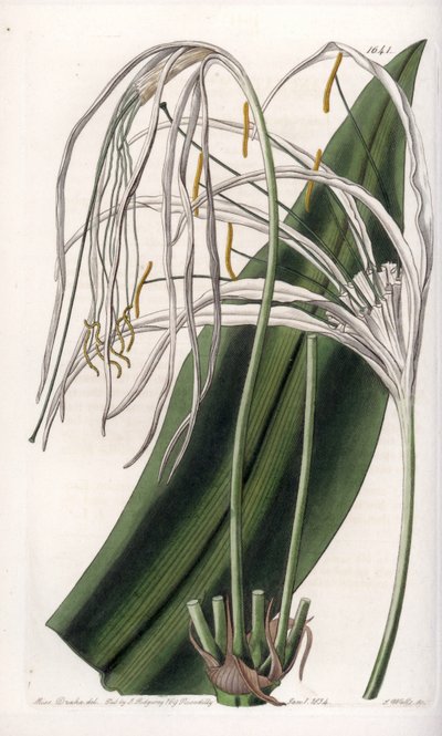 Spinnenlilie oder Meernarzisse (Stich von S. Watts, Illustration von Sarah Anne Drake) von Sydenham Teast Edwards