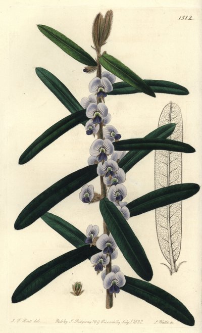Hovea villosa von Sydenham Teast Edwards
