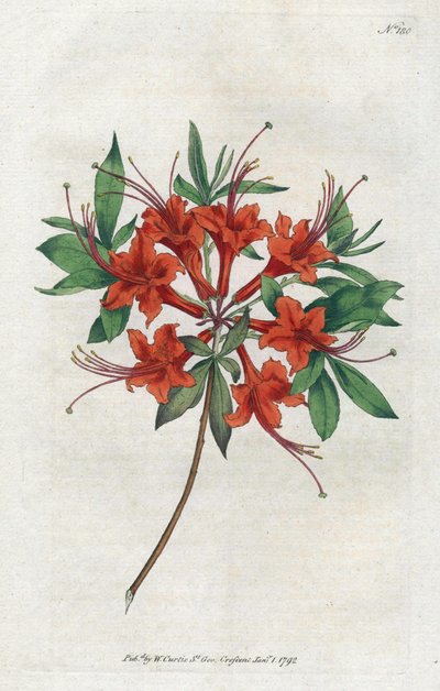Azalee mit kahlen Blüten von Sydenham Teast Edwards