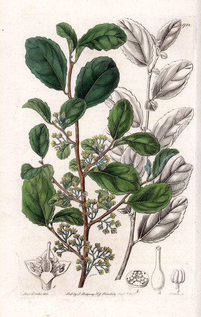 Azara Variete - Platte graviert von S. Watts, nach einer Illustration von Sarah Anne Drake (1803-1857), aus dem Botanical Register von Sydenham Edwards (1768-1819), England von Sydenham Teast Edwards