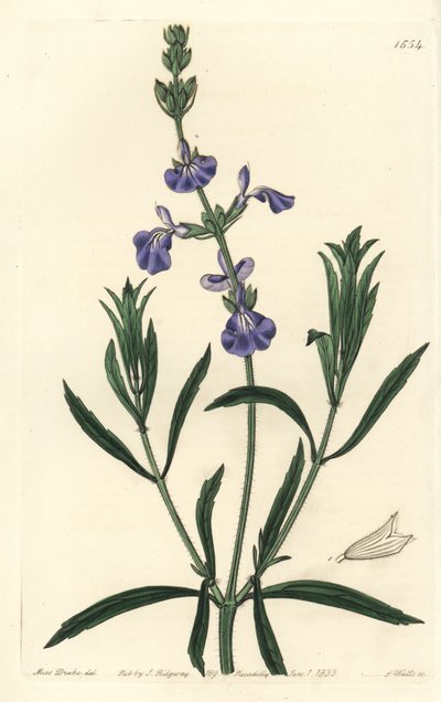 Blaue Salbei von Sydenham Teast Edwards