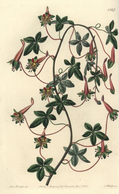 Bolivianischer Kapuziner - Fünfblättriges Tropaeolum, Tropaeolum pentaphyllum. Handkolorierter Kupferstich von S. Watts nach einer Illustration von Miss Sarah Drake aus Sydenham Edwards