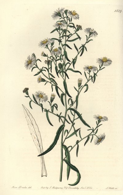 Spröder Aster von Sydenham Teast Edwards