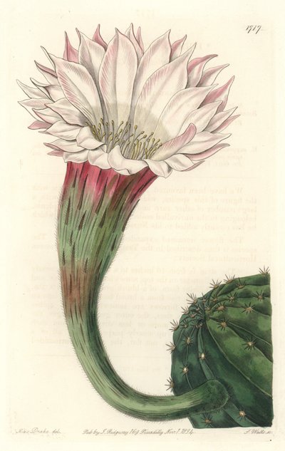 Kaktus Seeigel oder Mosesball, in Blüte, heimisch in Brasilien von Sydenham Teast Edwards