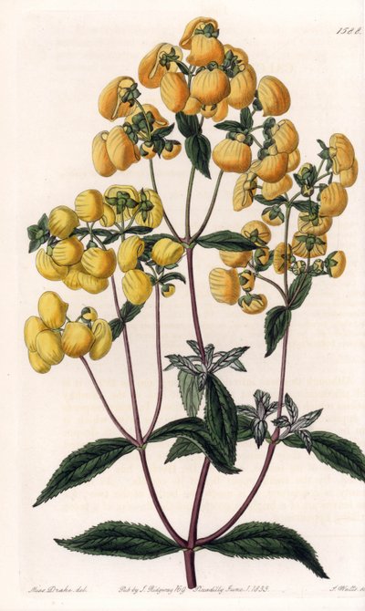 Calceolaria rugosa von Sydenham Teast Edwards