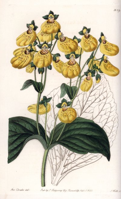 Calceolary oder kleiner Pantoffel mit gelben Blüten - Gravierte Tafel von S. Watts, nach einer Illustration von Sarah Anne Drake (1803-1857), aus dem Botanical Register von Sydenham Edwards (1768-1819), England von Sydenham Teast Edwards