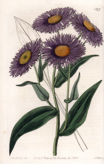 Kalifornischer Erigeron (Tafel) von Sydenham Teast Edwards