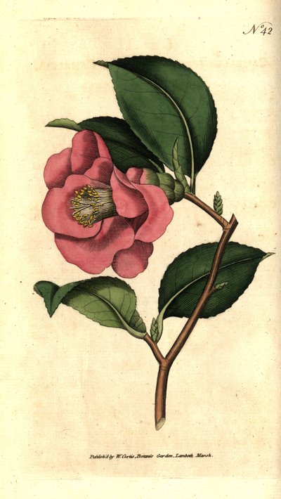 Kamelie aus Japan von Sydenham Teast Edwards