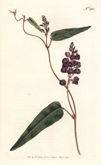 Caulinia bimaculata (Purpur-Glycine, Glycine bimaculata). Handkolorierter Kupferstich von Sansom nach einer Illustration von Sydenham Edwards aus William Curtis