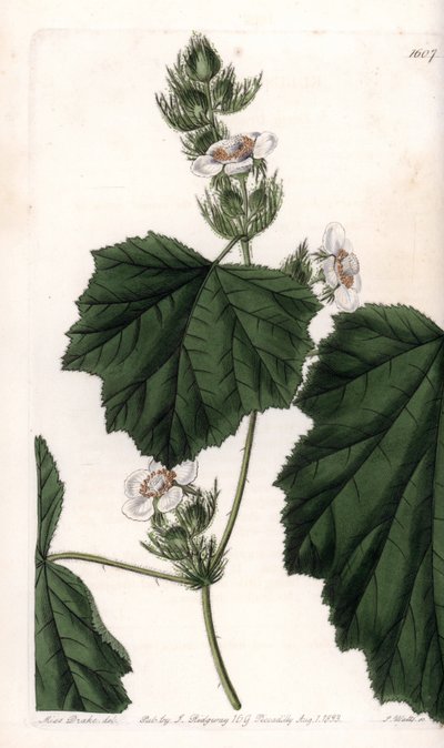 Kastanienrebe (Stich von S. Watts, Illustration von Sarah Anne Drake) von Sydenham Teast Edwards