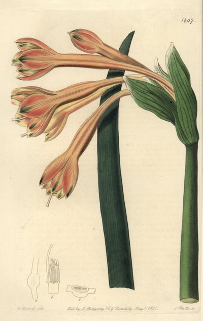 Tawny Coburgia von Sydenham Teast Edwards