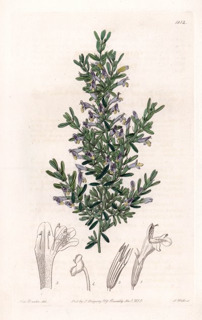 Clinopodium Variete - Platte graviert von S. Watts, nach einer Illustration von Sarah Anne Drake (1803-1857), aus dem Botanical Register von Sydenham Edwards (1768-1819), England von Sydenham Teast Edwards