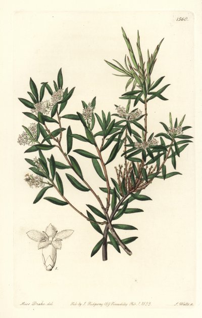 Küstenbartheide oder Kleinblütiger Weißbart, Leucopogon parviflorus von Sydenham Teast Edwards