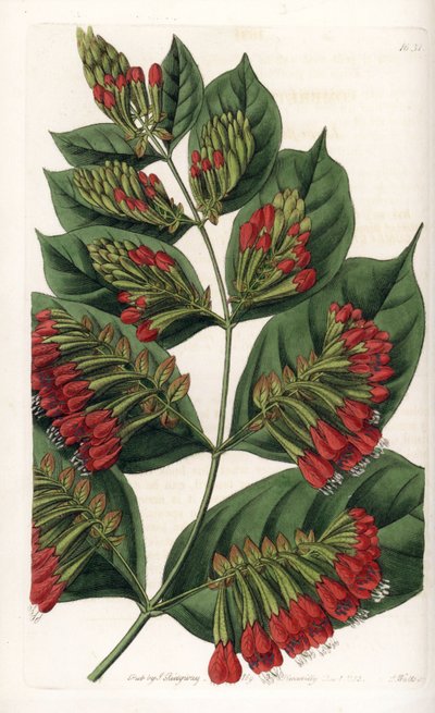 Combretum Variete, Rote Blütentraube - Graviert von S. Watts, nach einer Illustration von Sarah Anne Drake (1803-1857), aus dem Botanical Register von Sydenham Edwards (1768-1819), England von Sydenham Teast Edwards