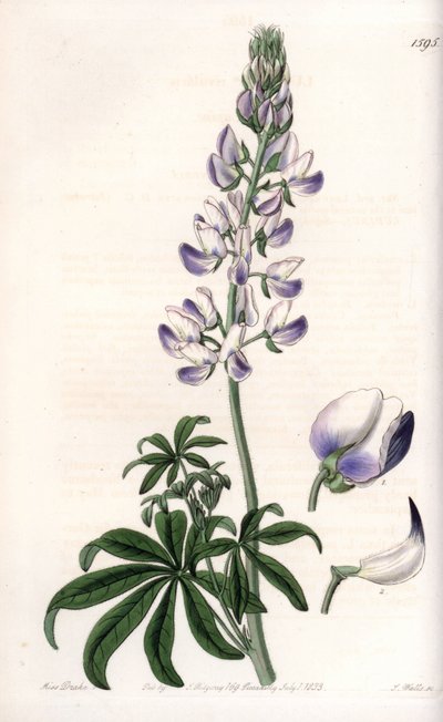 Gewöhnlicher Flussufer-Lupine von Sydenham Teast Edwards