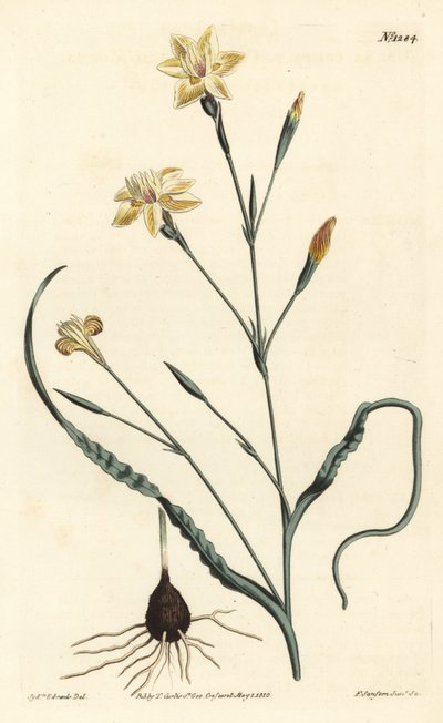 Gekräuselte Moraea, Moraea crispa. Handkolorierte Kupferstichgravur von F. Sansom Jr. nach einer Illustration von Sydenham Edwards aus William Curtis