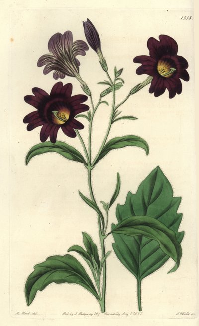 Gemalte Zunge, Salpiglossis sinuata von Sydenham Teast Edwards