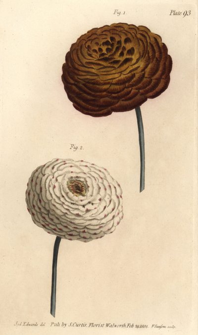 Doppelte Ranunkel-Sorten, Persische Butterblume, Ranunculus asiaticus von Sydenham Teast Edwards