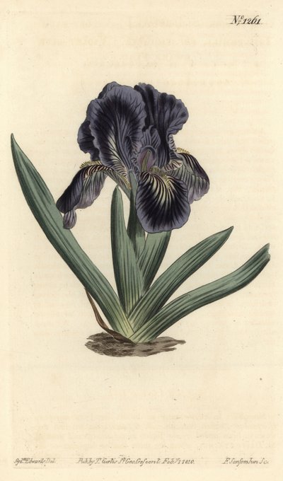 Zwergiris - Iris x binata (Purpur-blaue Zwergschwertlilie, Iris pumila var. violacea). Handkolorierte Kupferstichgravur von F. Sansom Jr. nach einer Illustration von Sydenham Edwards aus William Curtis