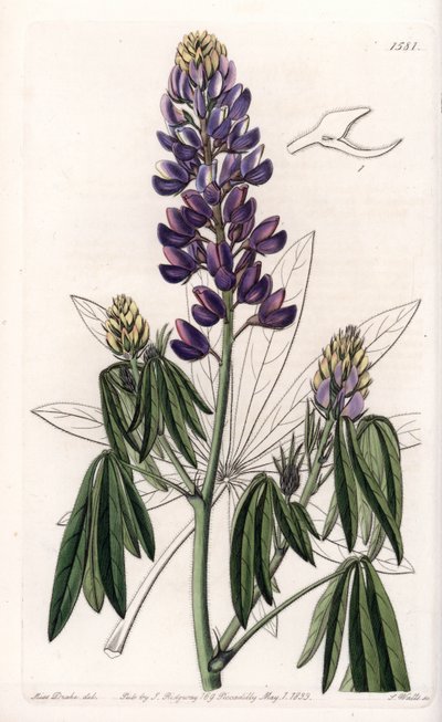 Eleganter Lupine von Sydenham Teast Edwards
