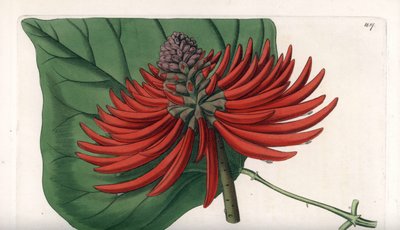 Erythrina Varietät, tropischer roter Blütenbaum von Sydenham Teast Edwards