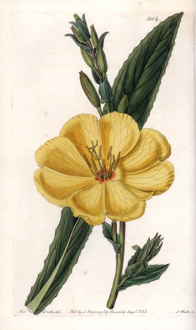 Nachtkerze mit großen Blüten (Tafel) von Sydenham Teast Edwards
