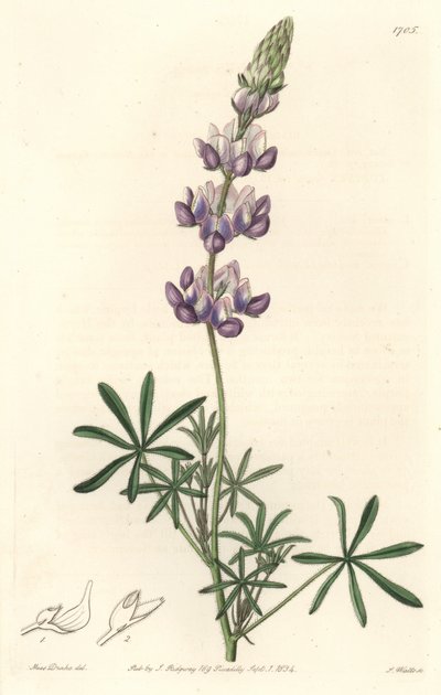 Garten-Lupine, ursprünglich aus Kalifornien - S. Watts starkes Wasser nach einer Illustration von Sarah Anne Drake (1803-1857), aus dem Botanical Register von Sydenham Teast Edwards