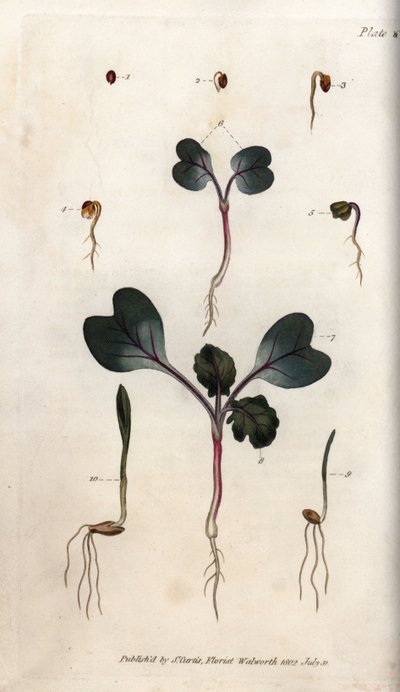 Keimung von Radieschensamen, Weizen und Gerste von Sydenham Teast Edwards