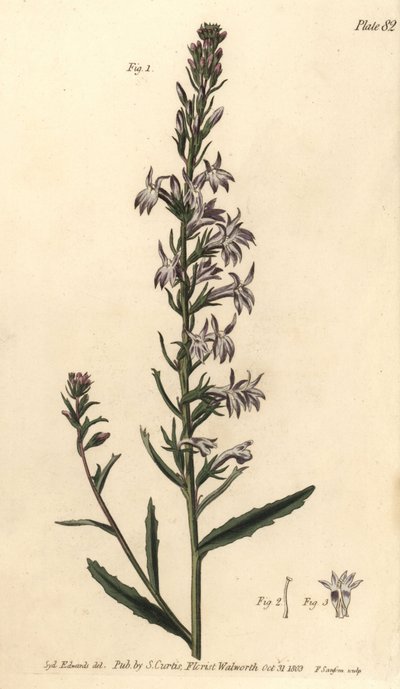 Heide-Lobelie, Lobelia urens, Polygamia monogamia von Sydenham Teast Edwards