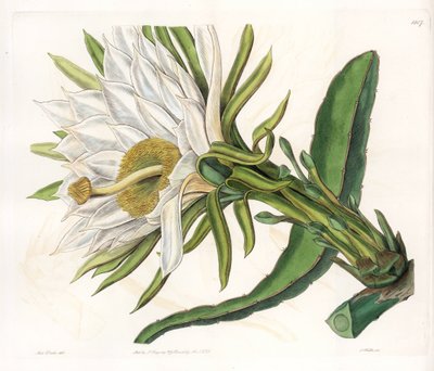 Hylocereus-Blume, Varietät des epiphytischen Kaktus - Platte graviert von S. Watts, nach einer Illustration von Sarah Anne Drake (1803-1857), aus dem Botanical Register von Sydenham Edwards (1768-1819), England von Sydenham Teast Edwards