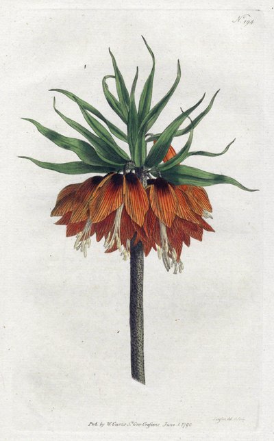 Kaiserkrone von Sydenham Teast Edwards